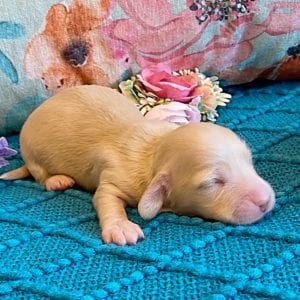 Creme of the Crop Miniature Dachshund Puppy - Platinum Blonde English Cream boy - Bean 5