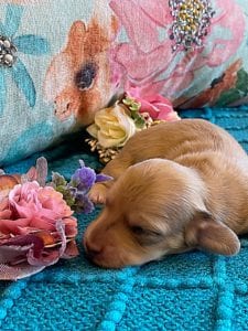 Creme of the Crop Miniature Dachshund Puppy - Platinum Blonde English Cream Female Stella Rose 8