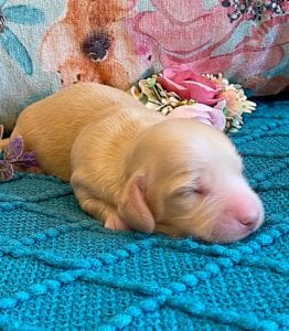 Creme of the Crop Miniature Dachshund Puppy - Platinum Blonde English Cream boy Jax 4