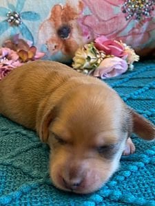Creme of the Crop Miniature Dachshunds Puppy - shaded English Cream dapple boy 1