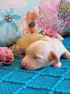 Creme of the Crop Miniature Dachshund Puppy - Platinum Blonde English Cream boy Jax 5