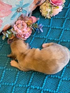 Creme of the Crop Miniature Dachshunds Puppy - shaded English Cream dapple boy 7