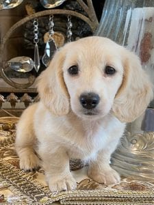 Creme of the Crop Miniature Dachshunds Lila Grace 11