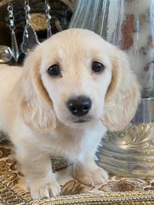 Creme of the Crop Miniature Dachshunds Lila Grace 8