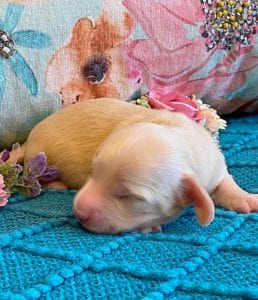 Creme of the Crop Miniature Dachshund Puppy - Platinum Blonde English Cream boy Jax 6