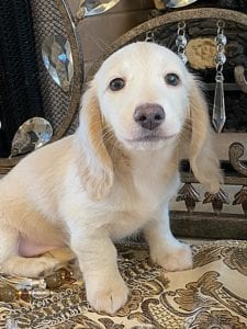 Creme of the Crop Miniature Dachshunds Ciana Hope 8