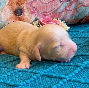 Creme of the Crop Miniature Dachshund Puppy - Platinum Blonde English Cream boy Jax 7