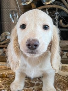 Creme of the Crop Miniature Dachshunds Ciana Hope 7