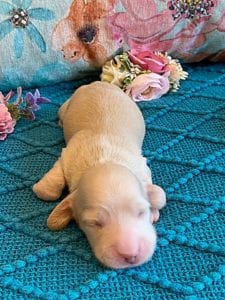 Creme of the Crop Miniature Dachshund Puppy - Platinum Blonde English Cream boy - Bean 8