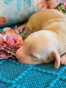 Creme of the Crop Miniature Dachshund Puppy - Platinum Blonde English Cream boy Jax 8