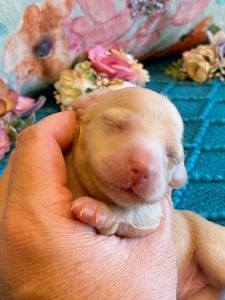 Creme of the Crop Miniature Dachshunds ee platinum blonde baby girl Gracie Mai 10