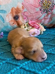 Creme of the Crop Miniature Dachshund Puppy - Platinum Blonde English Cream Female Stella Rose 2