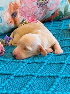 Creme of the Crop Miniature Dachshund Puppy - Platinum Blonde English Cream boy - Bean 10