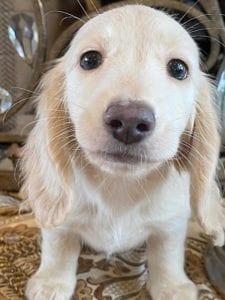 Creme of the Crop Miniature Dachshunds Ciana Hope 6