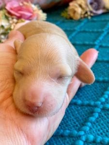 Creme of the Crop Miniature Dachshund Puppy - Platinum Blonde English Cream Female Stella Rose 8