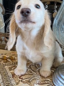 Creme of the Crop Miniature Dachshunds Ciana Hope 5