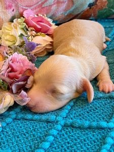 Creme of the Crop Miniature Dachshunds ee platinum blonde baby girl Gracie Mai 6