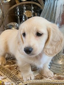 Creme of the Crop Miniature Dachshunds Lila Grace 2