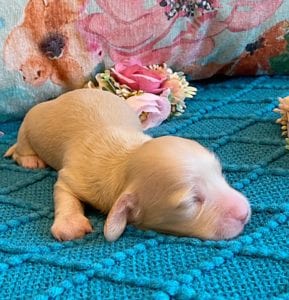 Creme of the Crop Miniature Dachshund Puppy - Platinum Blonde English Cream boy - Bean 4