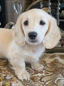 Creme of the Crop Miniature Dachshunds Lila Grace 7