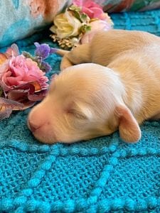 Creme of the Crop Miniature Dachshund Puppy - Platinum Blonde English Cream boy - Bean 9