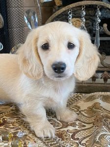 Creme of the Crop Miniature Dachshunds Lila Grace 12