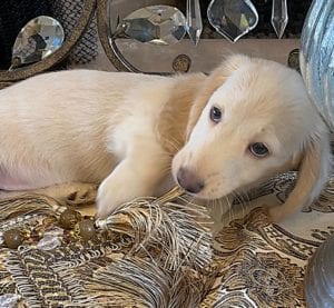 Creme of the Crop Miniature Dachshunds Ciana Hope 4