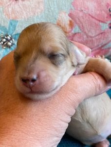 Creme of the Crop Miniature Dachshund Puppy - Platinum Blonde English Cream Female Stella Rose 6