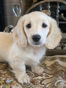 Creme of the Crop Miniature Dachshunds Lila Grace 5