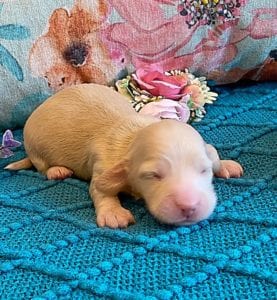 Creme of the Crop Miniature Dachshund Puppy - Platinum Blonde English Cream boy - Bean 2