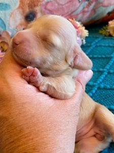 Creme of the Crop Miniature Dachshunds ee platinum blonde baby girl Gracie Mai 11