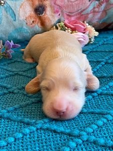 Creme of the Crop Miniature Dachshund Puppy - Platinum Blonde English Cream boy - Bean