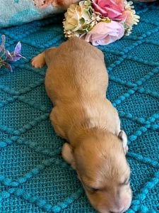 Creme of the Crop Miniature Dachshund Puppy - Platinum Blonde English Cream Female Stella Rose 5