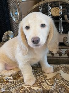 Creme of the Crop Miniature Dachshunds Ciana Hope 3