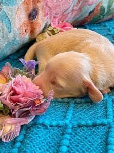 Creme of the Crop Miniature Dachshund Puppy - Platinum Blonde English Cream boy - Bean 3