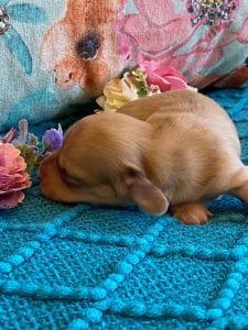 Creme of the Crop Miniature Dachshund Puppy - Platinum Blonde English Cream Female Stella Rose 7