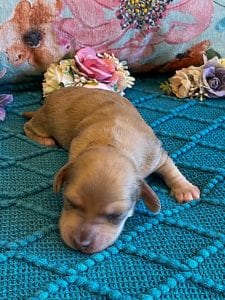 Creme of the Crop Miniature Dachshunds Puppy - shaded English Cream dapple boy 2