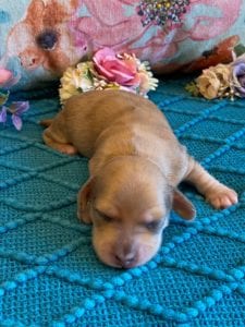 Creme of the Crop Miniature Dachshunds Puppy - shaded English Cream dapple boy 5