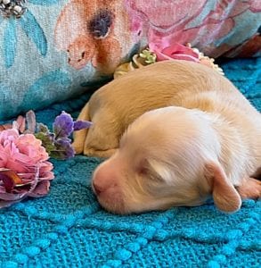 Creme of the Crop Miniature Dachshund Puppy - Platinum Blonde English Cream boy - Bean 6