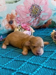 Creme of the Crop Miniature Dachshund Puppy - Platinum Blonde English Cream Female Stella Rose 4