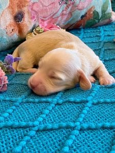 Creme of the Crop Miniature Dachshund Puppy - Platinum Blonde English Cream boy - Bean 7