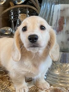 Creme of the Crop Miniature Dachshunds Lila Grace 1