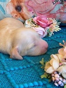 Creme of the Crop Miniature Dachshund Puppy - Platinum Blonde English Cream boy Jax