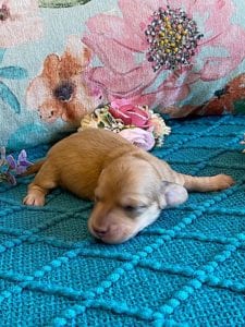 Creme of the Crop Miniature Dachshund Puppy - Platinum Blonde English Cream Female Stella Rose