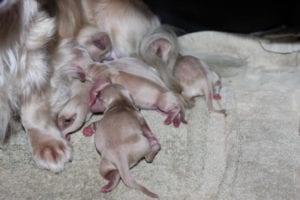 Creme of the Crop Miniature Dachshund Puppies - Mavis and Korben Litter Pic 2