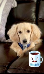 Creme of the Crop Dachshunds - English Cream Miniature Dachshunds