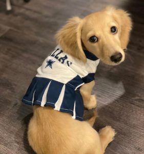 Creme of the Crop Dachshunds - English Cream Miniature Dachshunds