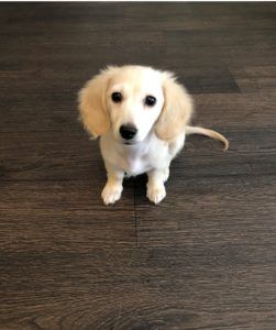 Creme of the Crop Dachshunds - English Cream Miniature Dachshunds