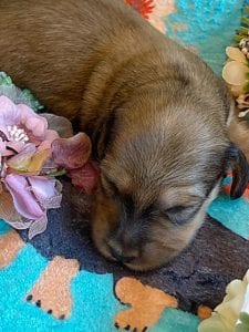 Creme of the Crop Miniature Dachshunds - Shaded Cream Male Puppy Colin 5