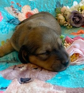 Creme of the Crop Miniature Dachshunds - Shaded Cream Male Puppy Colin 6